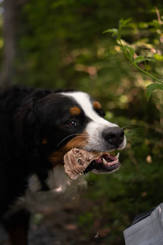 Freeze-Dried Duck Head
