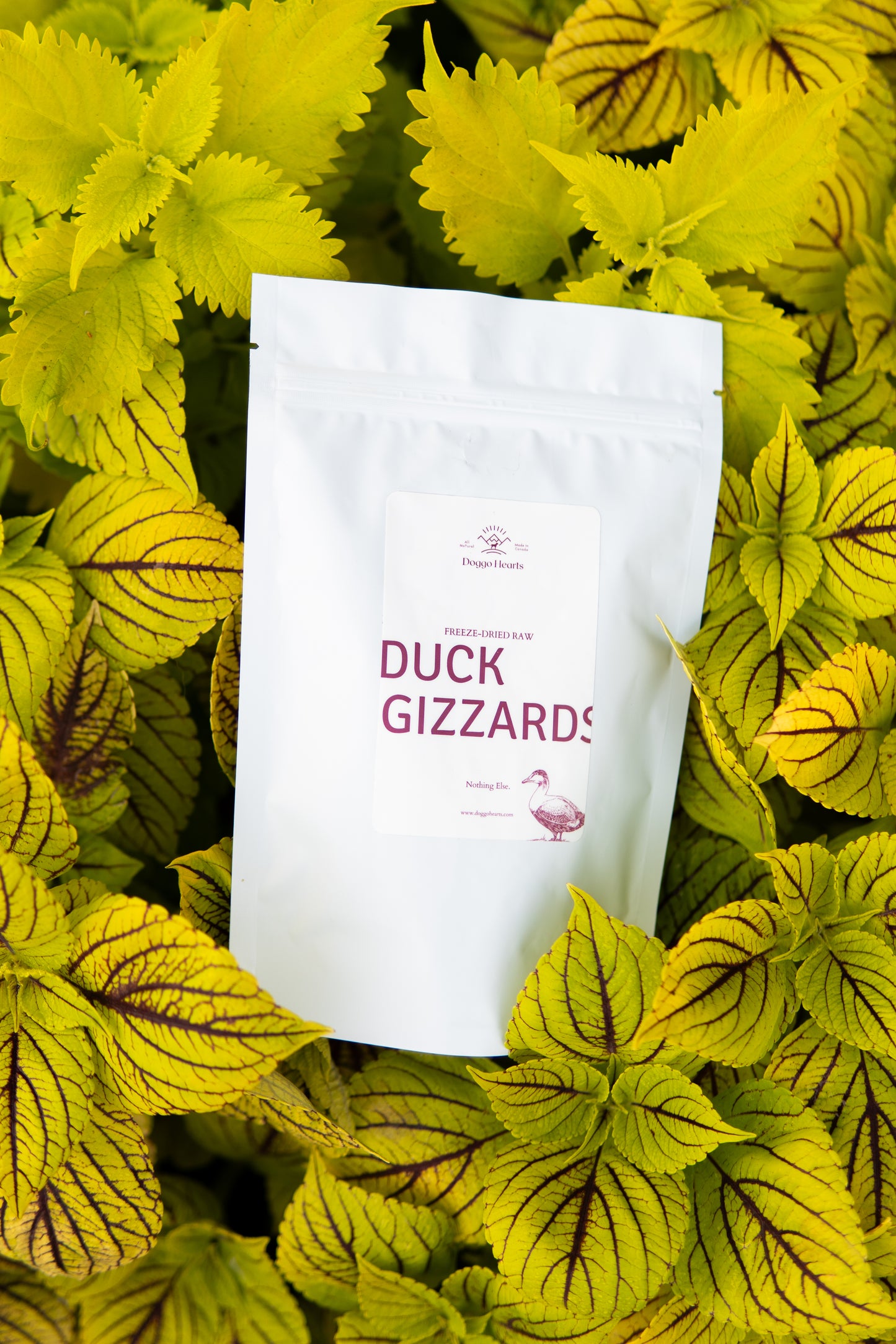 Freeze-Dried Duck Gizzards