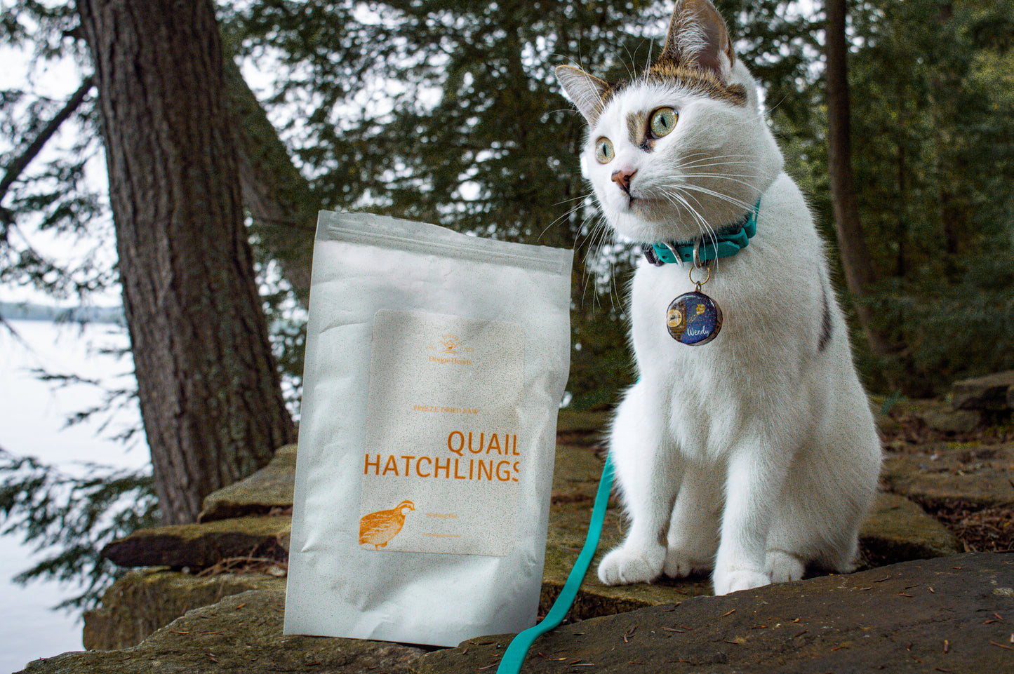 Freeze-Dried Quail Hatchlings