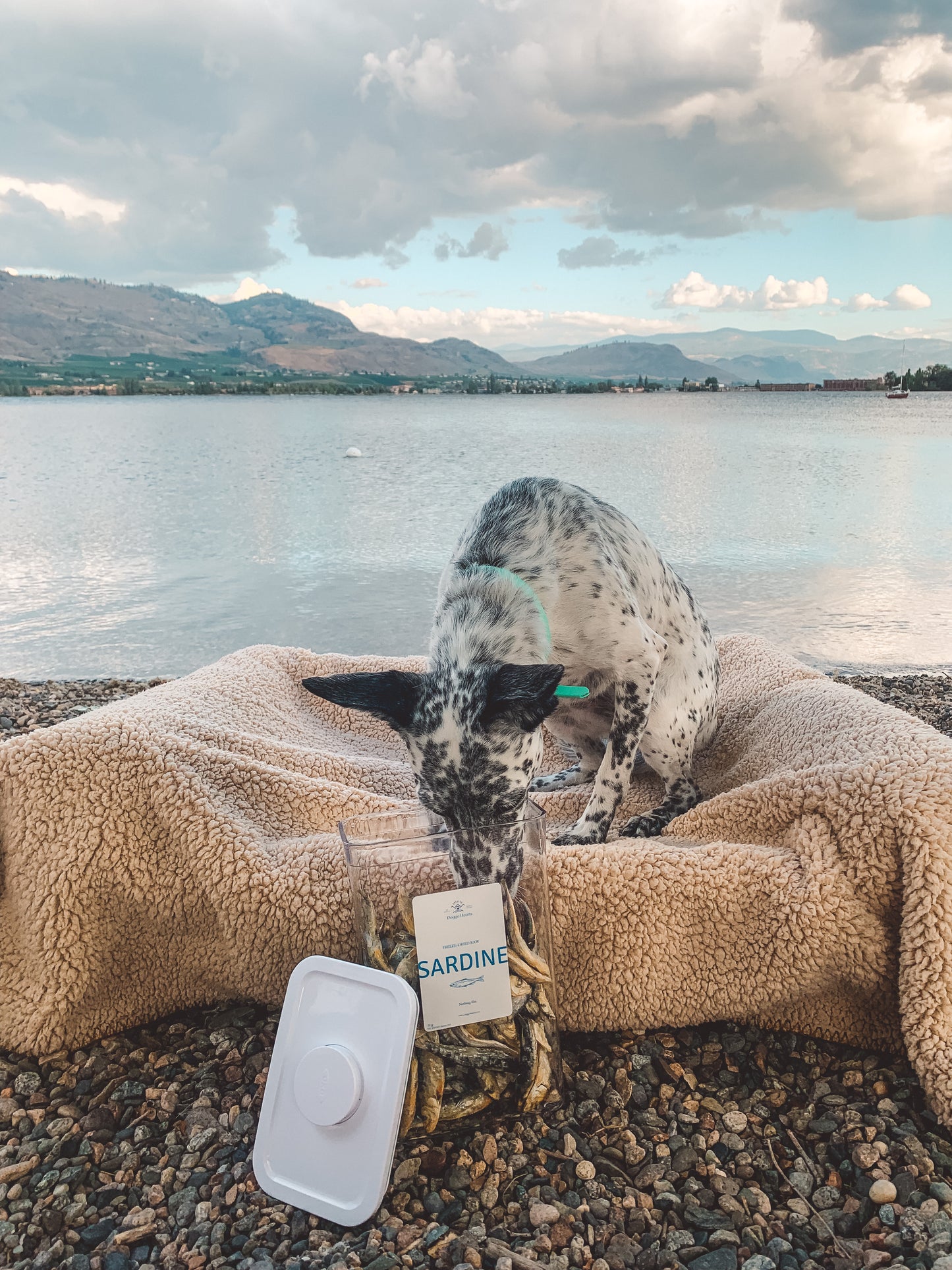 Freeze-Dried Sardine