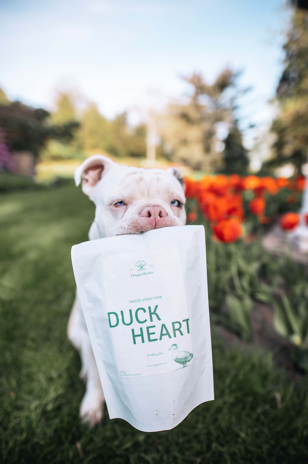 Freeze-Dried Duck Hearts