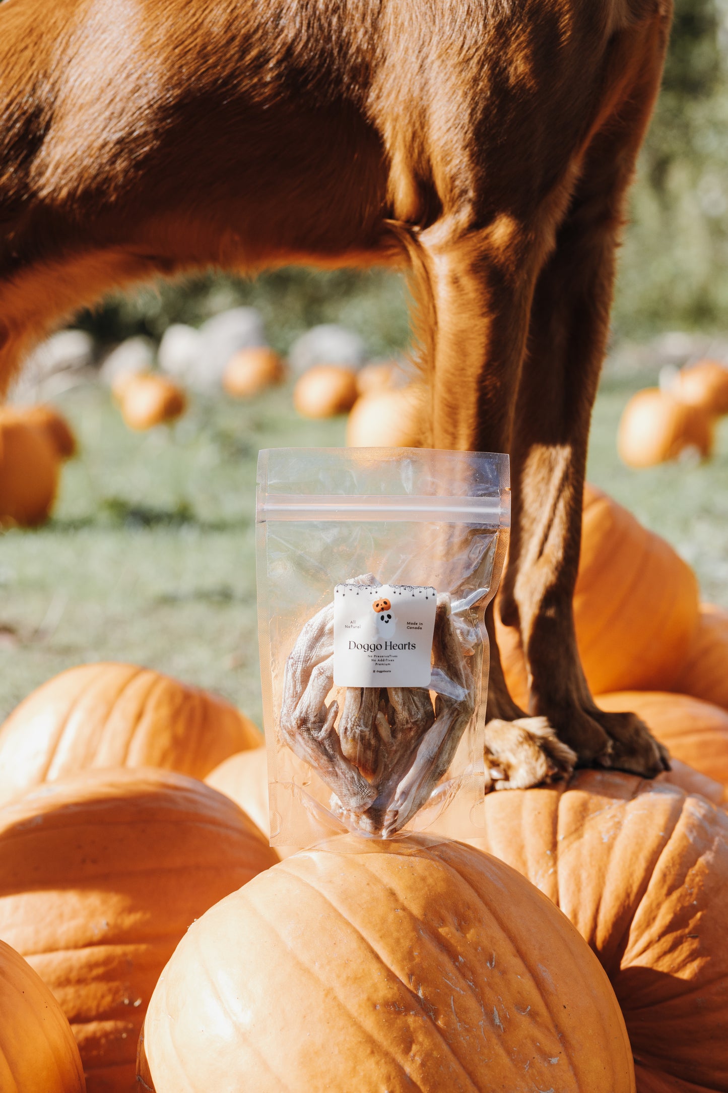 Freeze-Dried Duck Feet