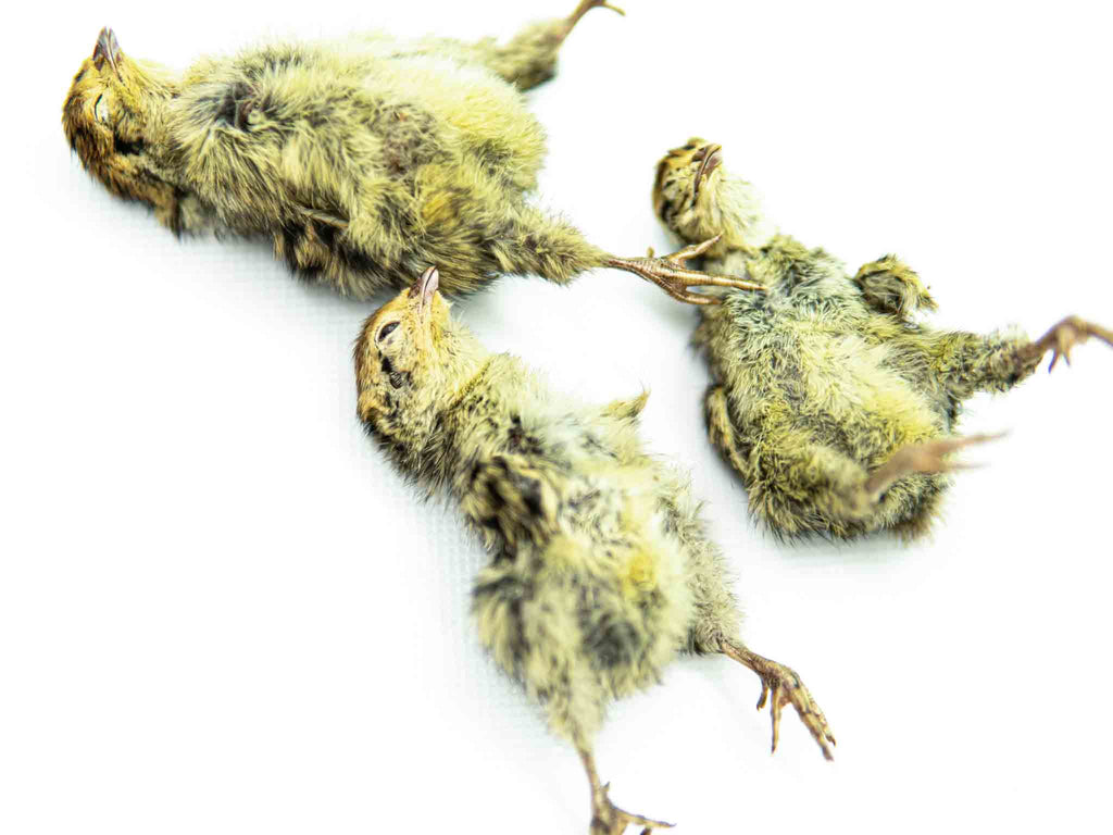 Freeze hot sale dried quail