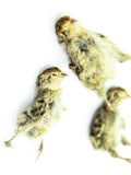 Freeze-Dried Quail Hatchlings